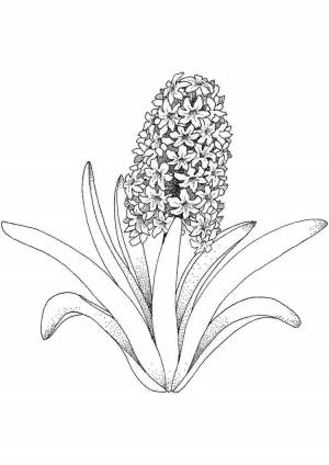 Раскраски, Калина с бантом