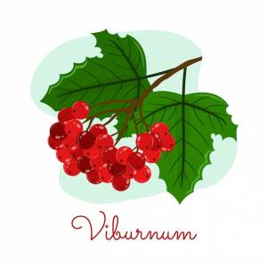 Калина красная Изображения