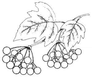 Ветка калины рисунок