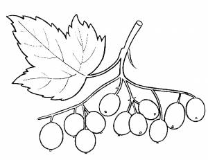 Гроздья калины