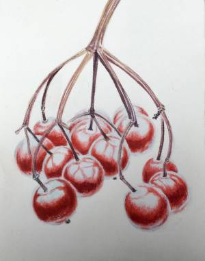 Ягоды калины