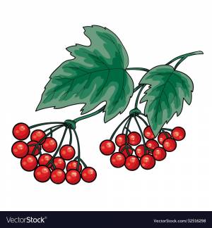 Калина нарисованная