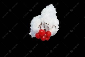 красные ягоды калины на снежном ложе ноябрьское дерево PNG , зима, ответвляться, крупный план PNG рисунок для й загрузки