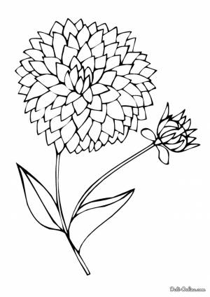 Раскраска Георгин