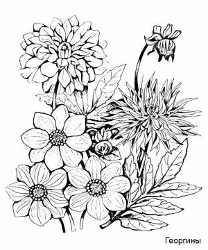 Раскраски георгин, Раскраска Георгины цветы