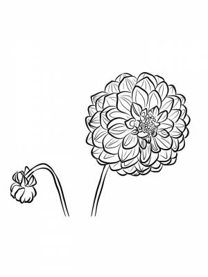 Раскраска цветок Георгин