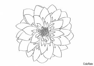Раскраска Цветок Георгин