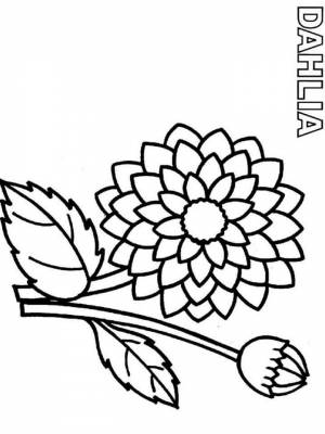 Раскраска цветок Георгин картинка на листе  онлайн
