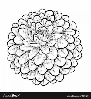 Раскраски Георгин