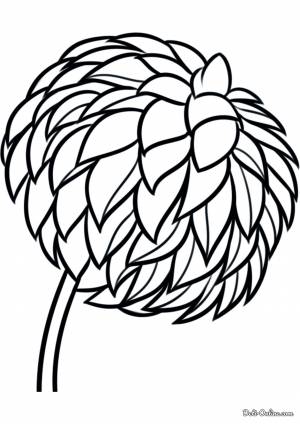 Раскраска георгин