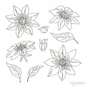 Векторный контур георгин цветок лист раскраски книга набор элементов плакаты на стену