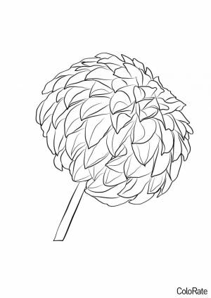 Раскраска Георгин на веточке