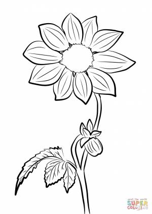 Раскраска Георгина