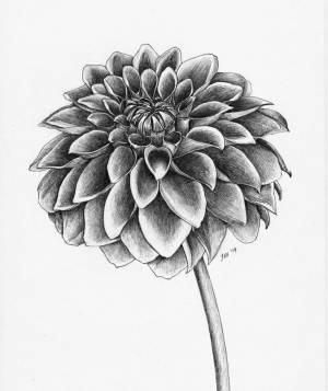 Осенние цветы георгины