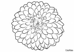 Раскраска Прекрасный георгин