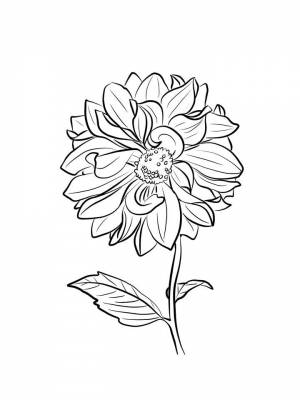 Раскраска цветок Георгин  для девочек