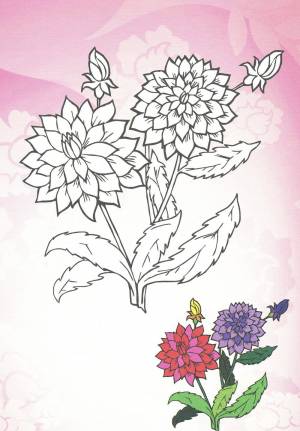 Раскраска Георгин