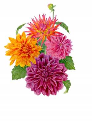 Георгин рисунок для детей