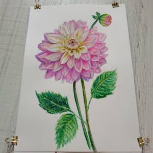 Розовый георгины