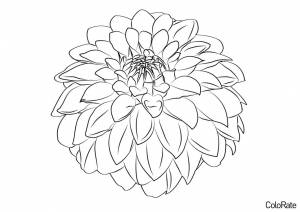 Раскраска Яркий цветок