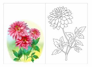 Садовые цветы георгины