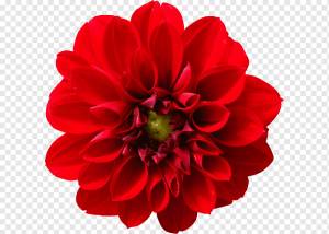 Рисунок семьи, георгин, цветок, растения, ваза, срезанные цветы, лепесток, вазон, однолетнее растение, срезанные цветы, георгин png