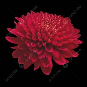 красные георгины PNG , маленький, красный, георгин PNG картинки и пнг PSD рисунок для й загрузки