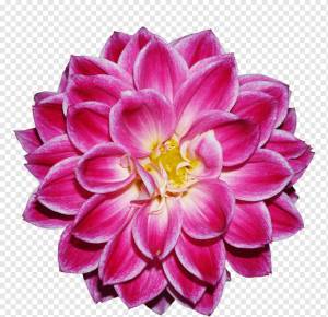 Рисунок семьи, Newgate, телевидение, цветок, георгин, срезанные цветы, лепесток, завод, однолетнее растение, срезанные цветы, георгин png