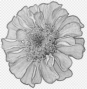 Георгин, Рисунок, Цветок, Цвести, png