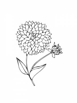 Раскраска цветок Георгин   в формате