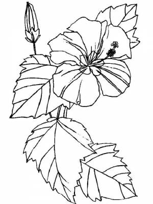Картинка цветок Гибискус  раскраску для девочек