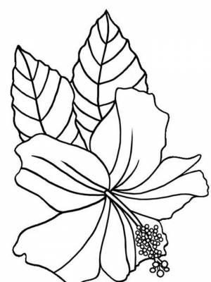 Картинка цветок Гибискус  для мальчиков