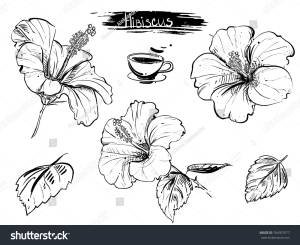 Ручной рисунок набор иллюстраций из гибискуса