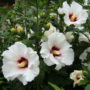 Гибискус сирийский микс ø9 h15