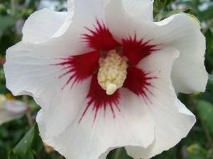 Гибискус Сирийский Shintaeyang