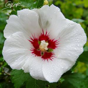 Гибискус сирийский 'Red Heart'