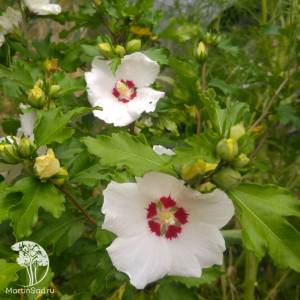Гибискус сирийский Ред Харт