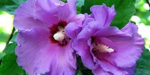 Гибискус сирийский, красивоцветущий кустарник