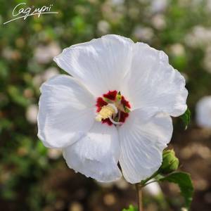 Гибискус сирийский 'Red Heart'