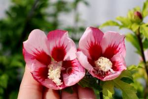 Гибискус сирийский Хамабо