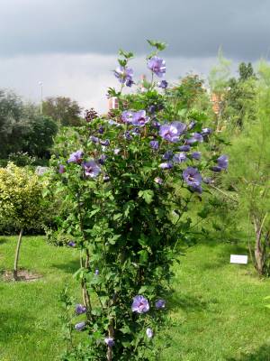 Гибискус сирийский