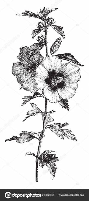 Изображение Показывает Цветущую Часть Растения Гибискус Сирийский Листья Цветы Небольшие Векторное изображение ©Morphart 218063068