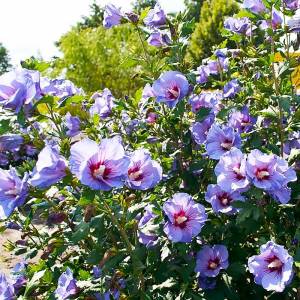 Гибискус Сирийский Чи Микс СЕМЕНА