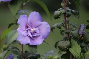 Гибискус сирийский 'Blue Chiffon'