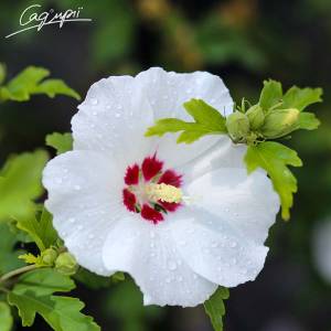 Гибискус сирийский 'Red Heart'