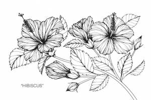 Гибискус цветок рисунок иллюстрации