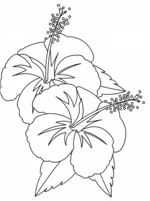 Раскраска цветок Гибискус  листе  для мальчиков