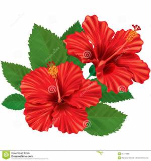 Цветок гибискуса