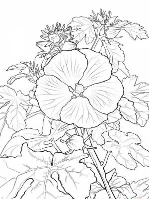Картинка цветок Гибискус раскраска в формате  для детей
