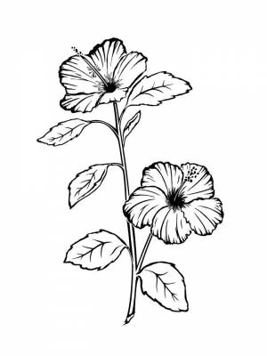 Раскраска цветок Гибискус картинка в формате  для мальчиков